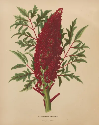 Nederlandsche Flora En Pomona Pl 52