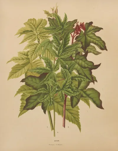 Nederlandsche Flora En Pomona Pl 53