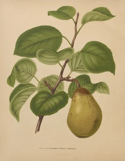 Nederlandsche Flora En Pomona Pl 55