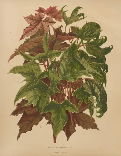 Nederlandsche Flora En Pomona Pl 58