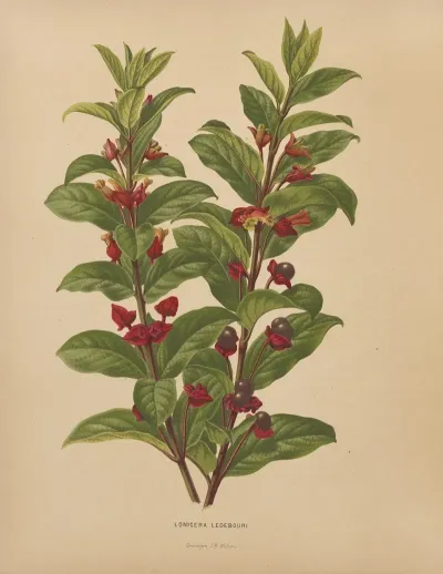 Nederlandsche Flora En Pomona Pl 60