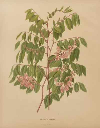 Nederlandsche Flora En Pomona Pl 64