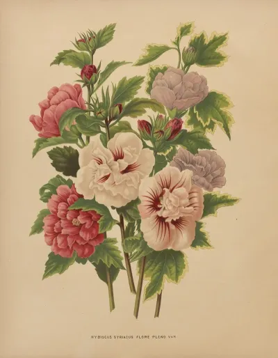 Nederlandsche Flora En Pomona Pl 66