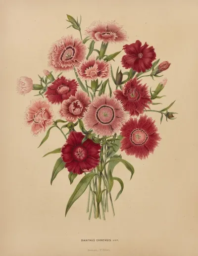 Nederlandsche Flora En Pomona Pl 68