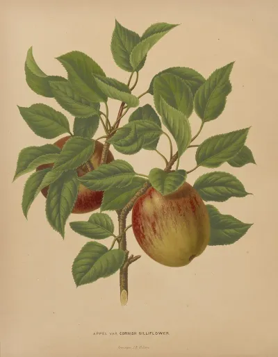 Nederlandsche Flora En Pomona Pl 75