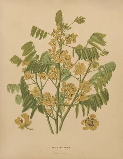 Nederlandsche Flora En Pomona Pl 78