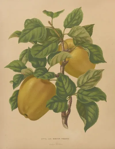 Nederlandsche Flora En Pomona Pl 79