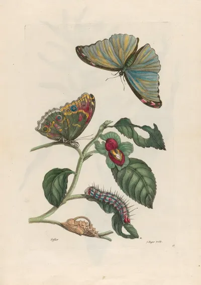 Neflier 2