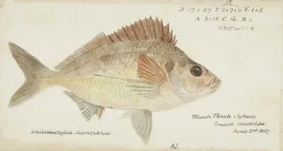 Nemadactylus Macropterus Nz Tarakihi