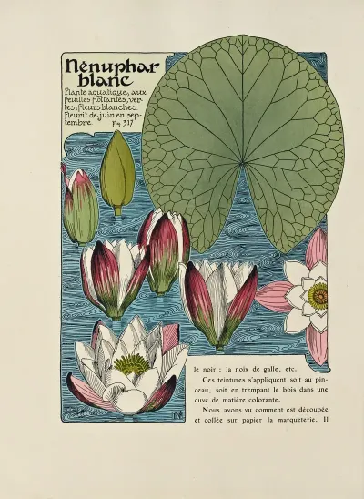 Nenuphar Blanc