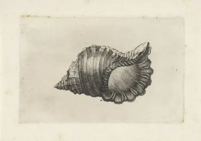 Neopolitan Triton Cymatium Parthenopeum