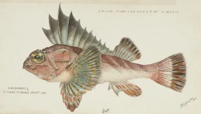 Neosebastes Scorpaenoides Tas Ruddy Gurnard Perch