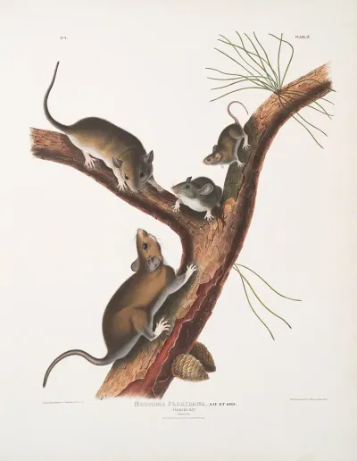 Neotoma Floridana Florida Rat Natural Size Male Female And Young Of Different Age