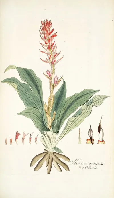 Neottia Speciosa 3