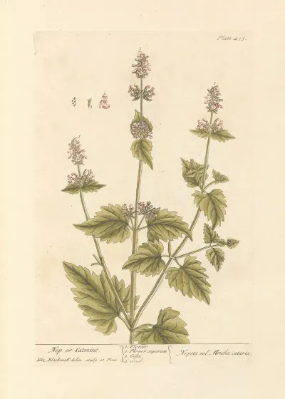 Nep Or Catmint