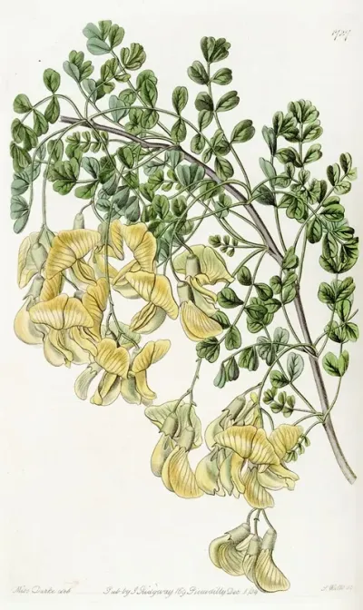 Nepal Bladder Senna