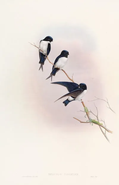 Nepal Martin Swallow