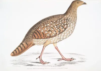 Nepaul Horned Pheasant Satyra Nepaulensis Female