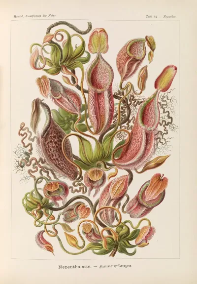 Nepenthaceae Kannenpflanzen