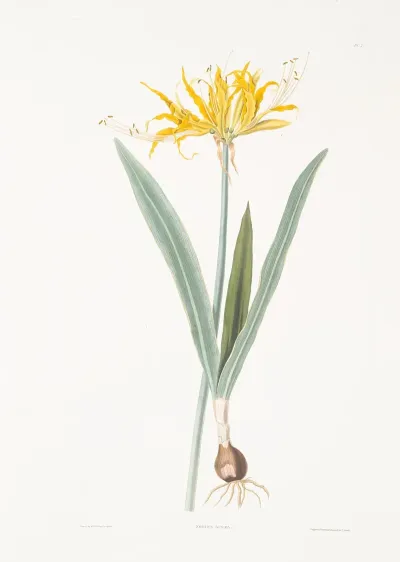 Nerine Aurea 2