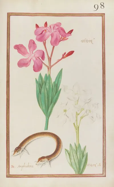 Nerion Amphisbena Nerion Albo