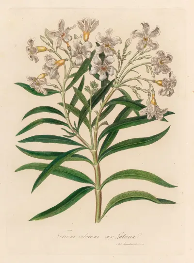 Nerium Odorum Var Lutuem