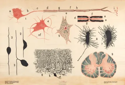 Nerve Tissue