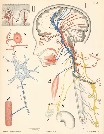 Nervesystemet 2