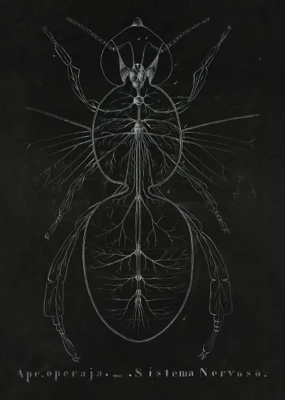 Nervous System Of A European Honeybee Apis Mellifera