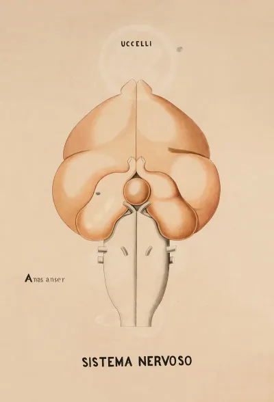 Nervous System Of A Greylag Goose