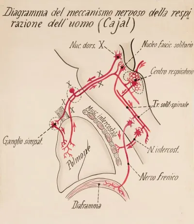 Nervous System Of Respiration Cajal