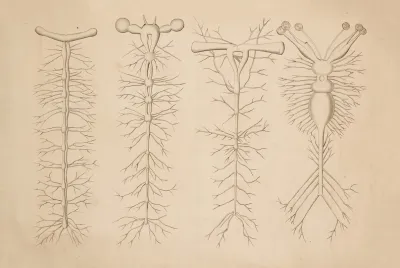Nervous System