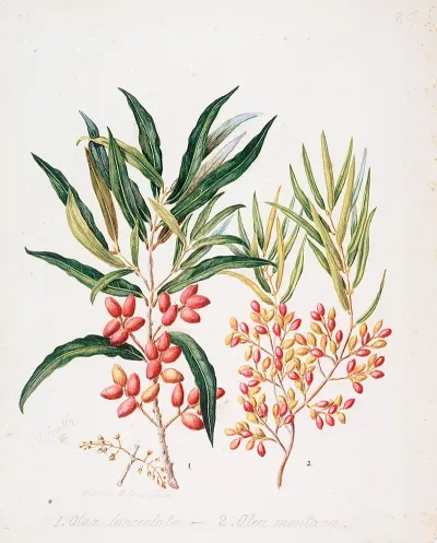 Nestegis Lanceolata N Montana