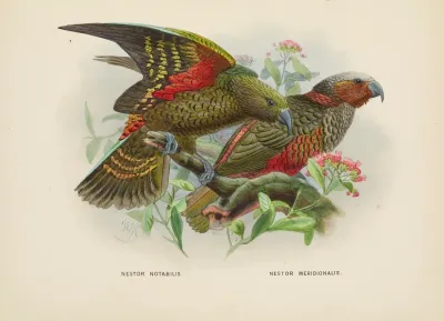 Nestor Notabilis And Nestor Meridionalis