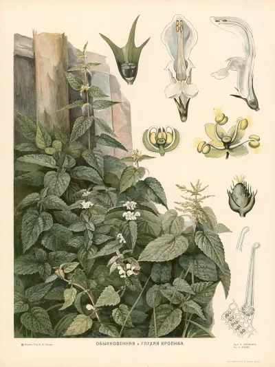Nettles