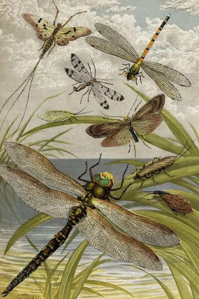 Neuroptera