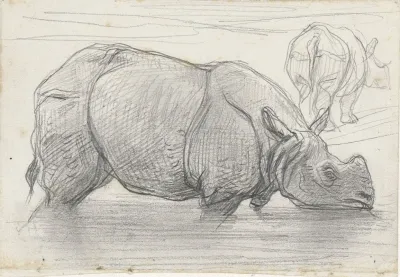 Neushoorn In Het Water