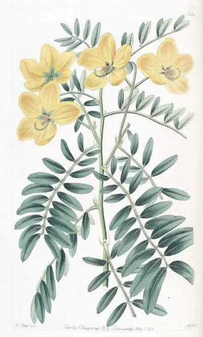 New Holland Cassia