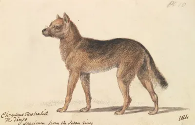 New Holland Dingo