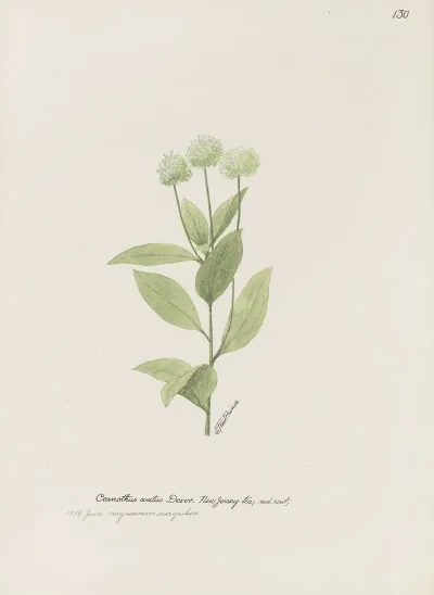 New Jersey Tea Red Root