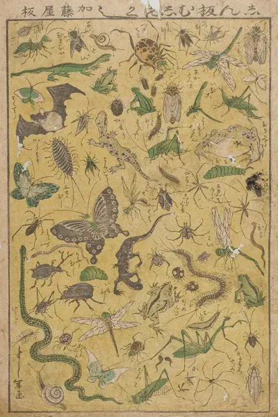 New Publication Of Selected Insects