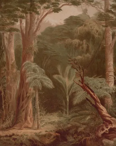 New Zealand Bush Scene