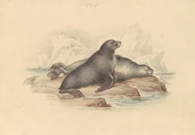 New Zealand Fur Seal Or Southern Fur Seal