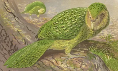 New Zealand Owl Parrot