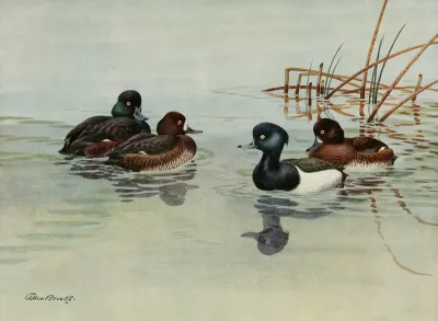 New Zealand Scaup Tufted Duck