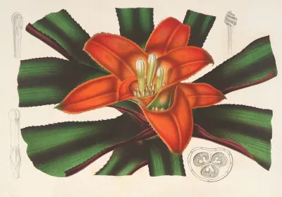 Nidularium Innocentii