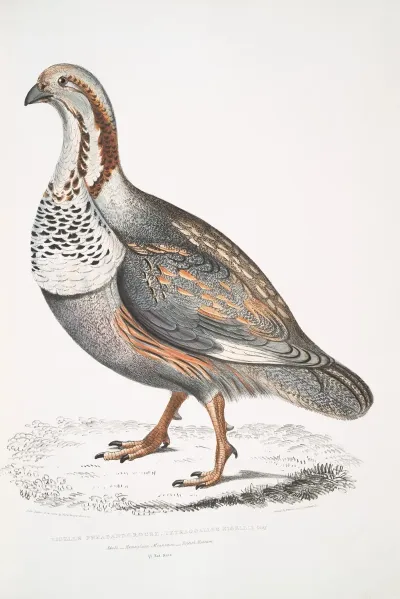 Nigells Pheasant Grouse Tetraogallus Nigellii Adult Hamalaya Mountains