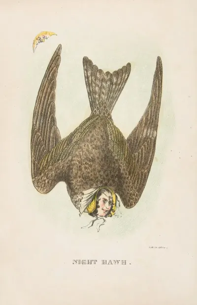 Night Hawk 2