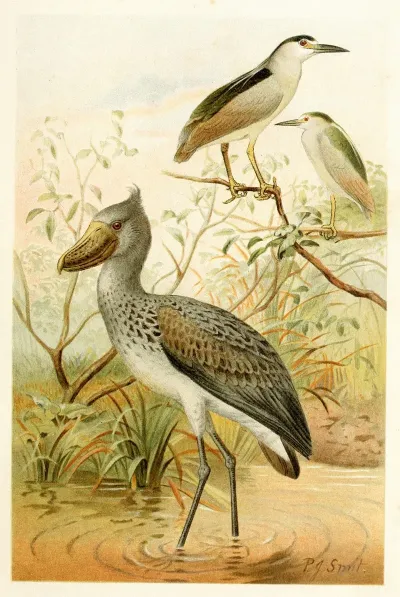 Night Heron And Boatbill