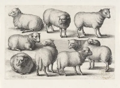 Nine Sheep In A Field
